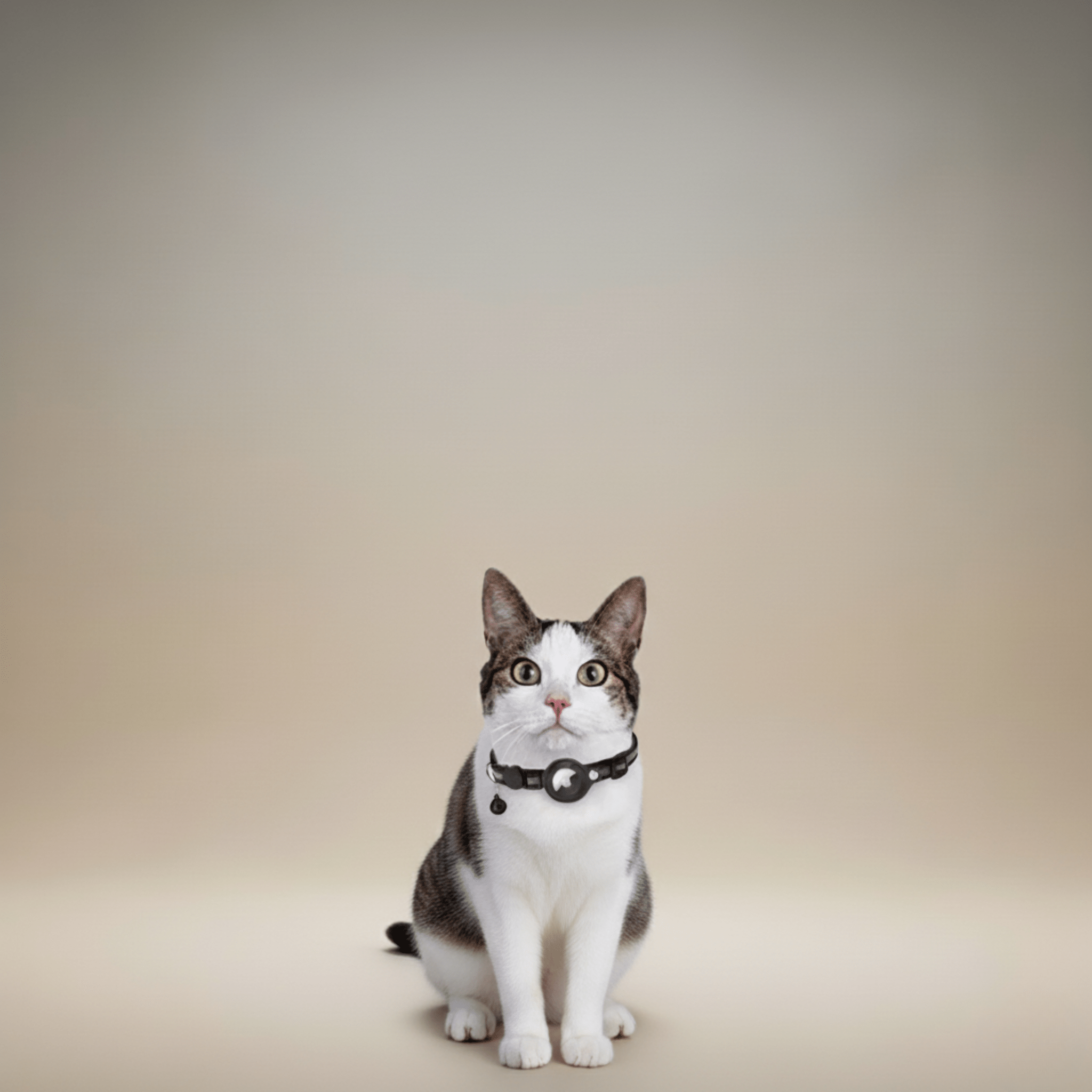 Cat Tracker Collar | GPS Cat Collar with Quick Release & Reflective Design for Enhanced Safety